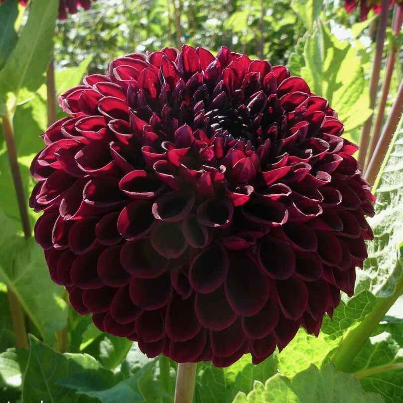 Dahlia 'Black Hero'