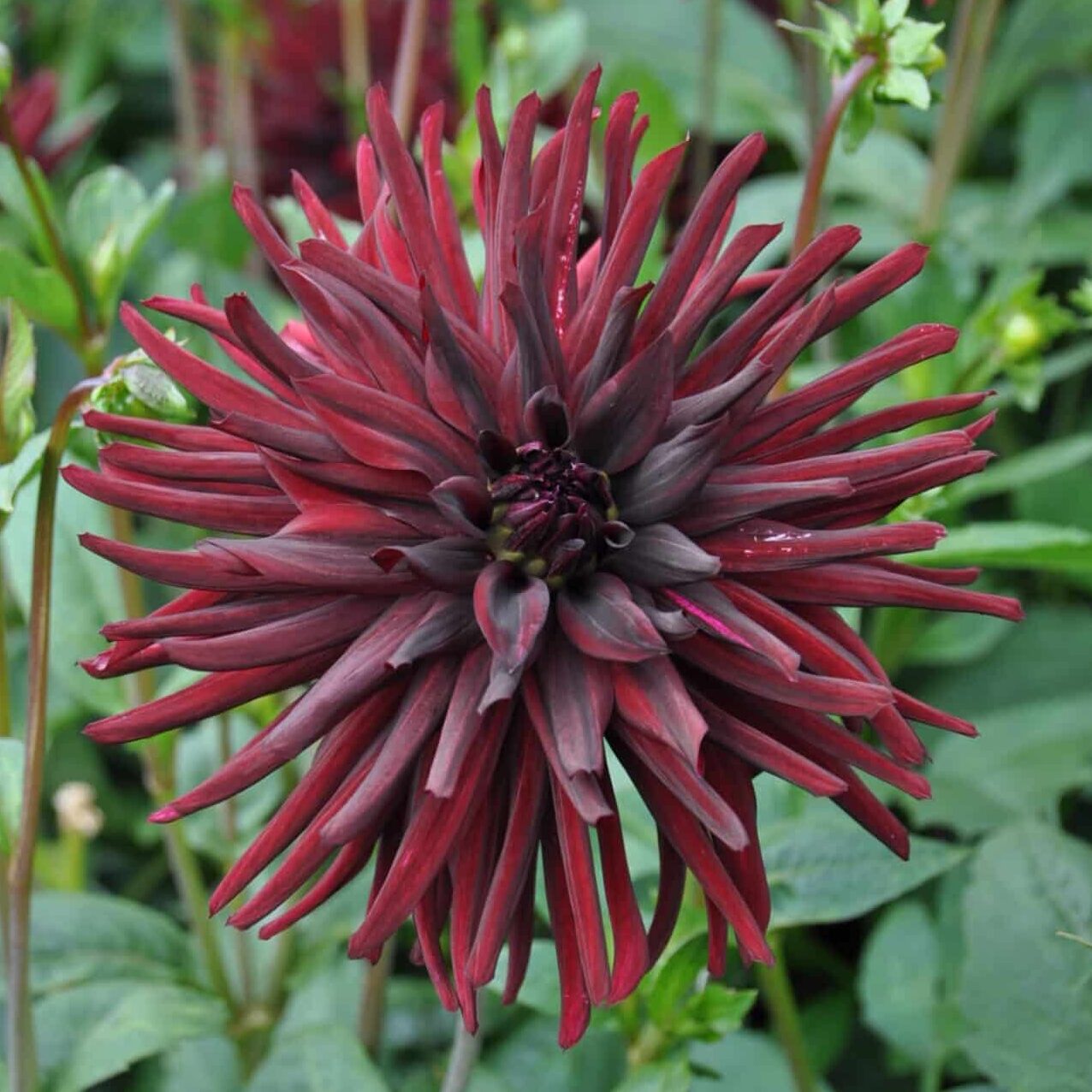 Dahlia 'Black Narcissus'