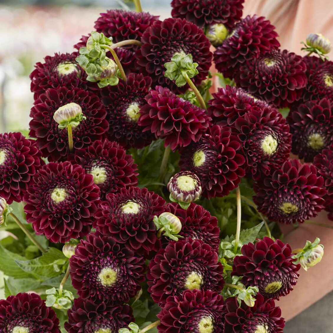 Dahlia 'Black Pierre'