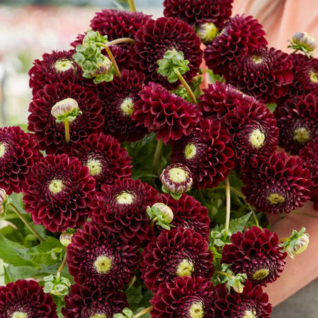 Dahlia 'Black Pierre'