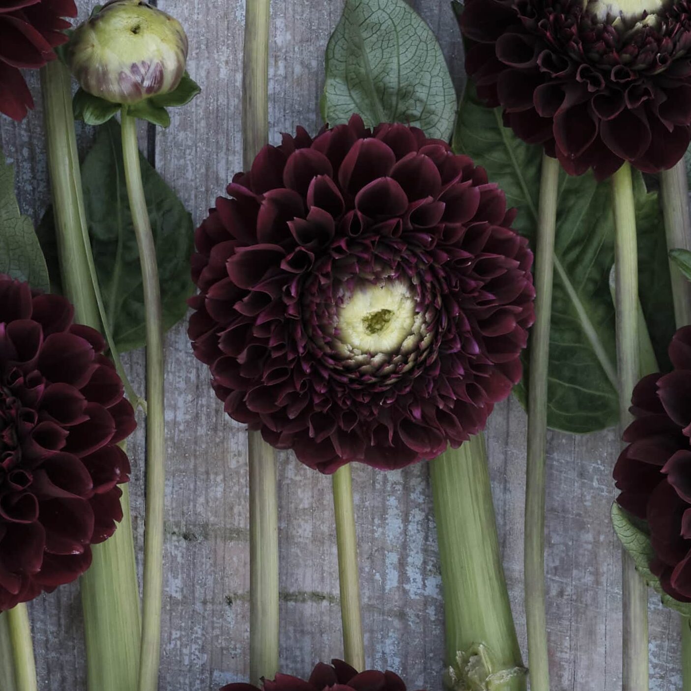 Dahlia 'Black Pierre'