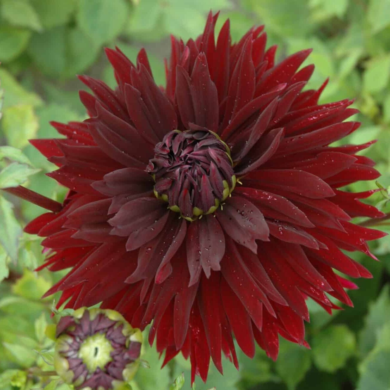 Dahlia 'Black Touch'