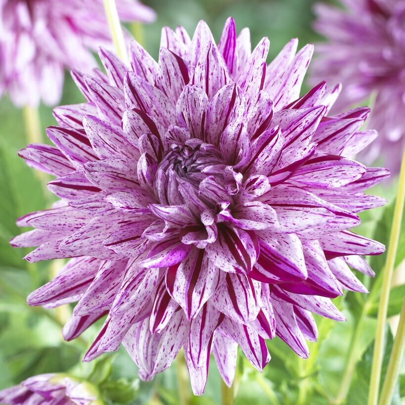 Dahlia 'Blackberry Ripple'