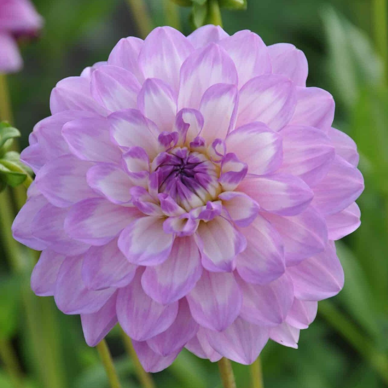 Dahlia 'Blue Wish'