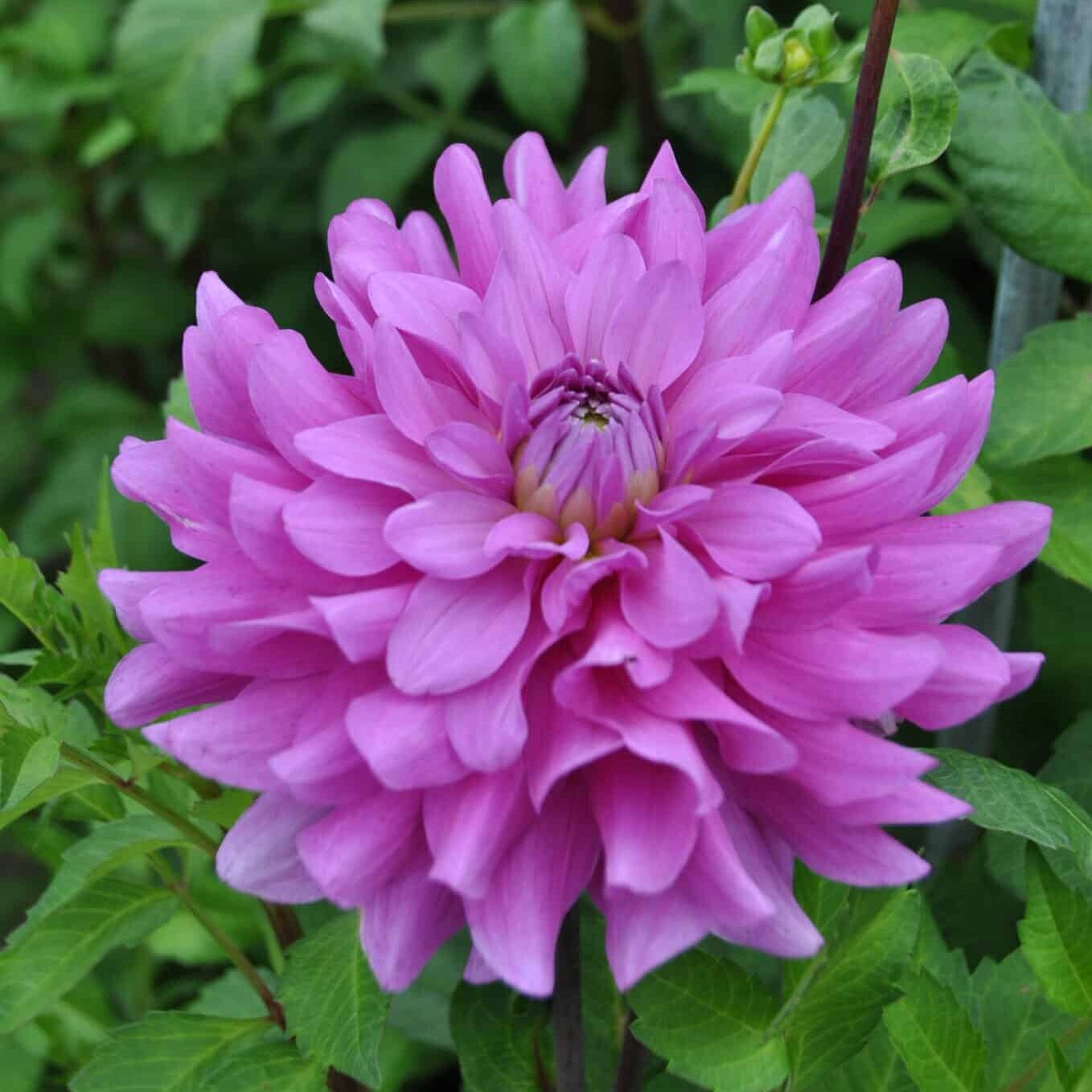 Dahlia 'Bluetiful'