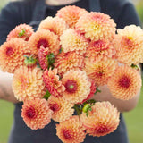 Dahlia 'Bonanza'
