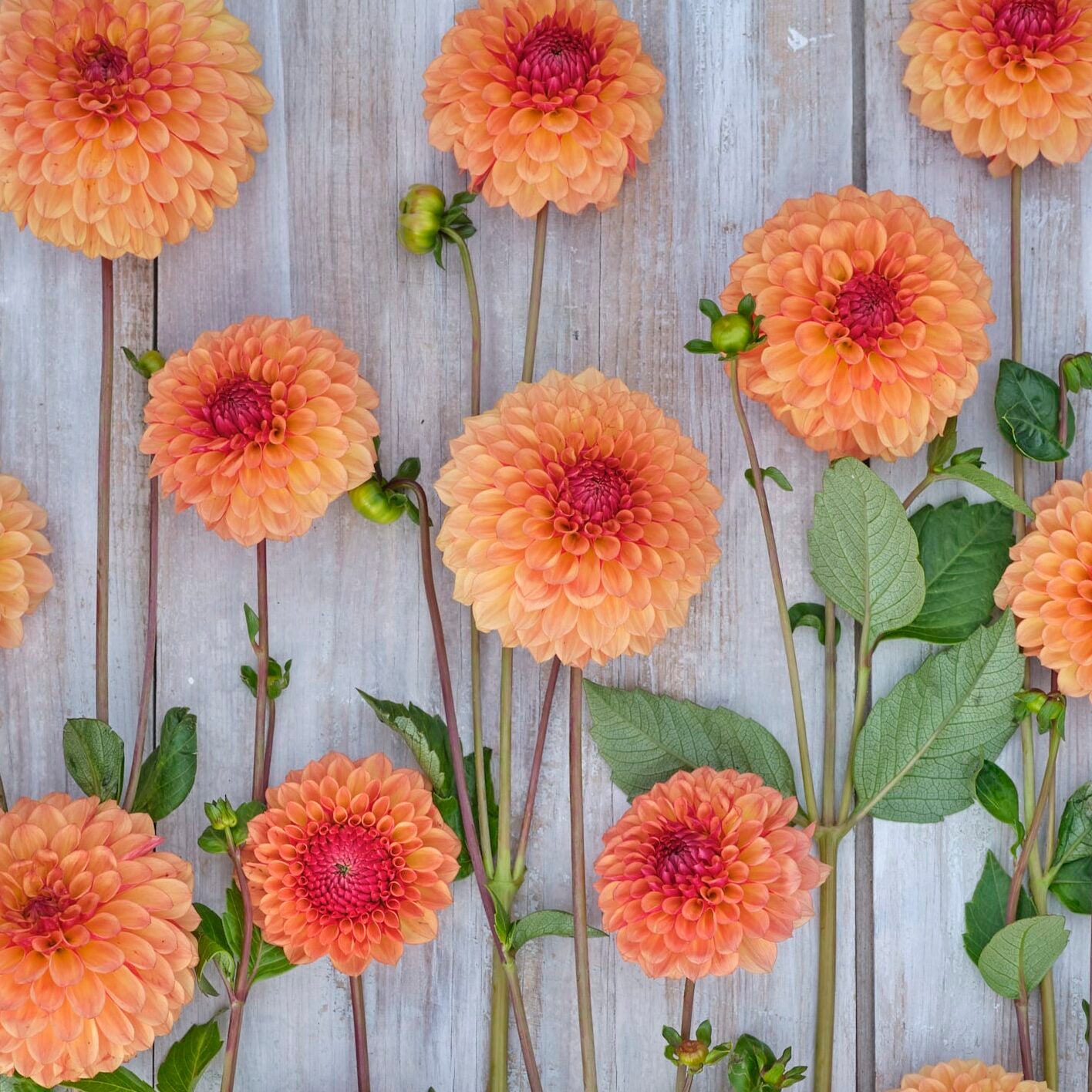 Dahlia 'Bonanza'