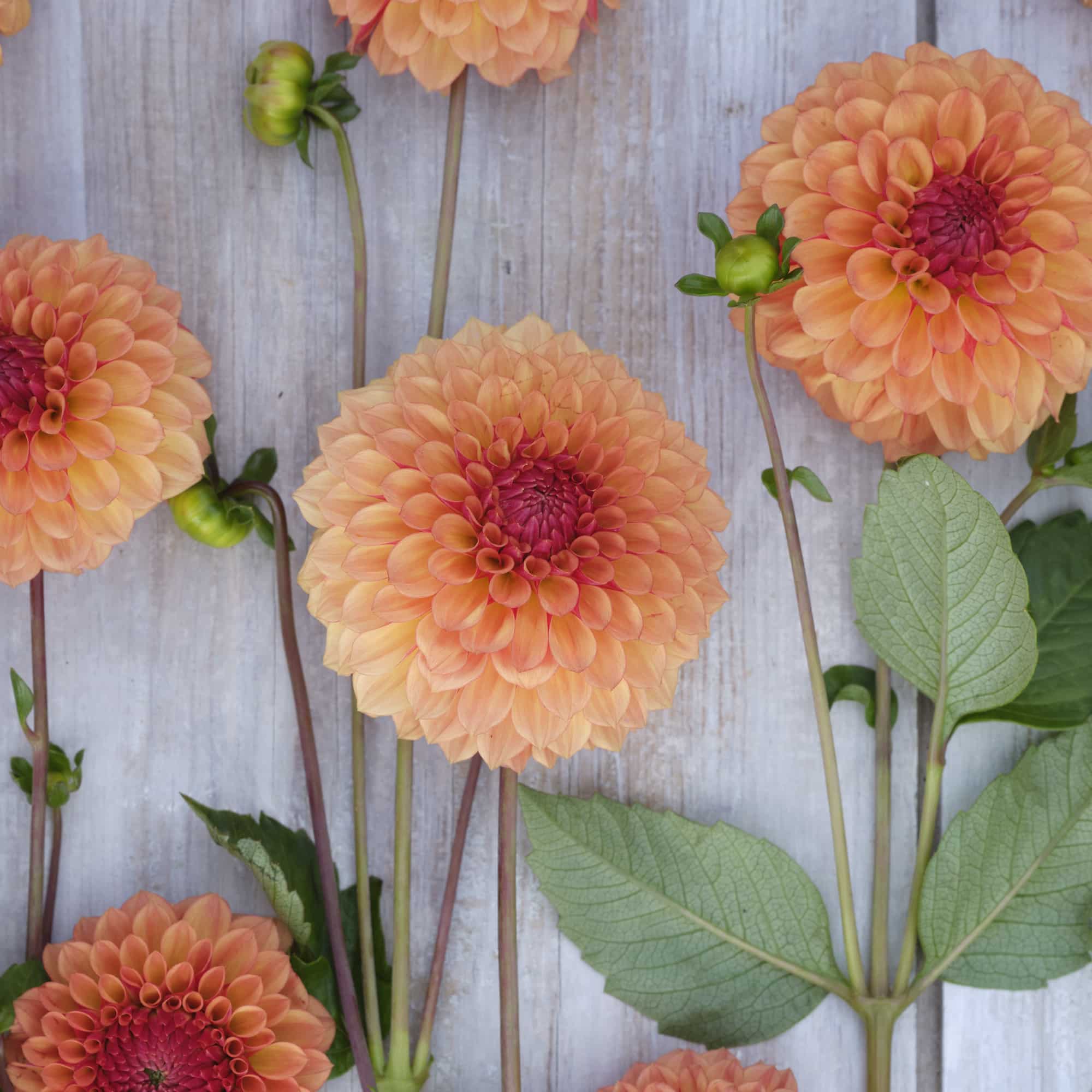 Dahlia 'Bonanza'