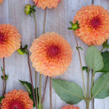 Dahlia 'Bonanza'