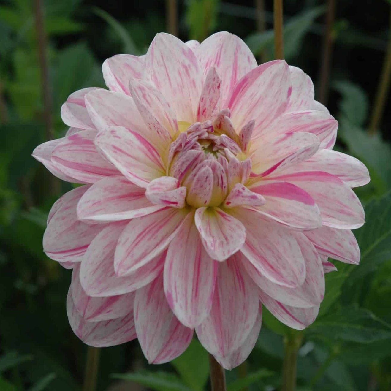 Dahlia 'Bonesta'