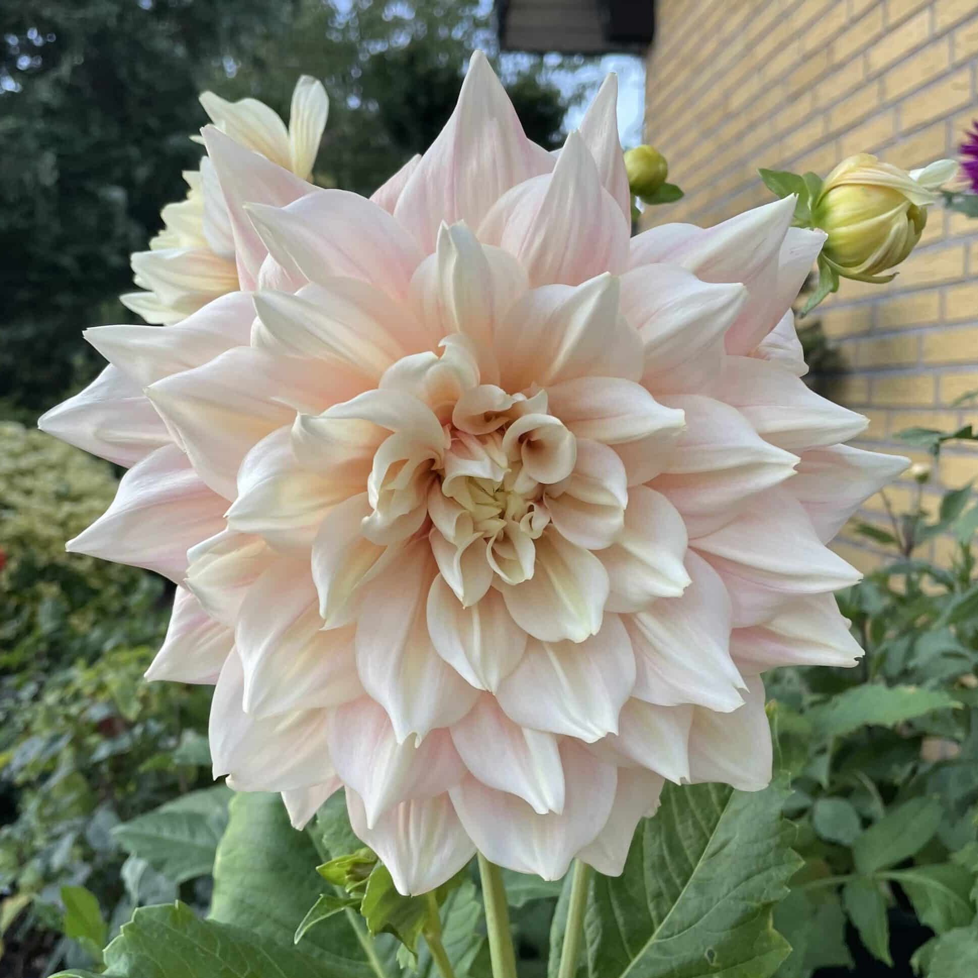 Dahlia 'Break Out'