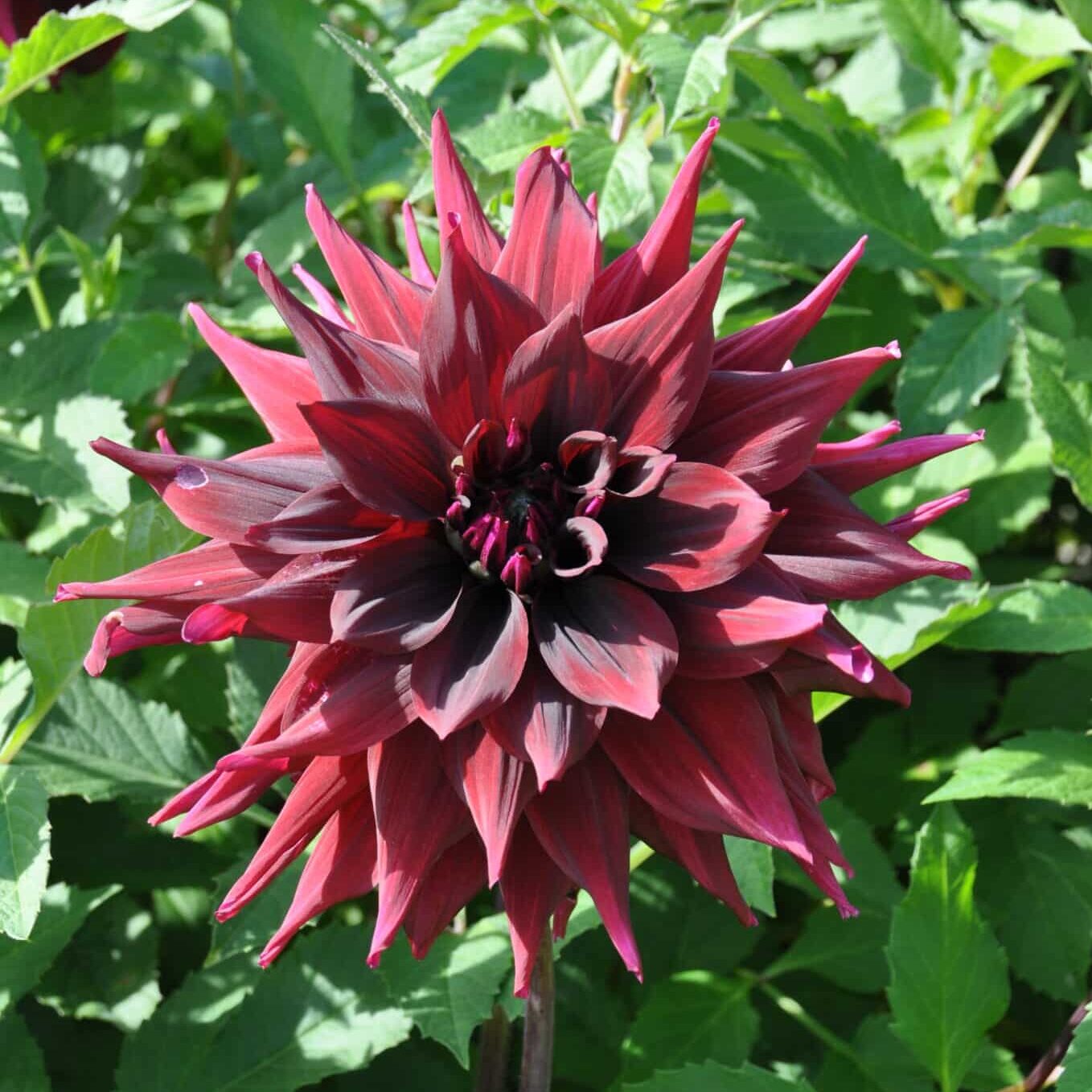 Dahlia 'Brigitta Alida'