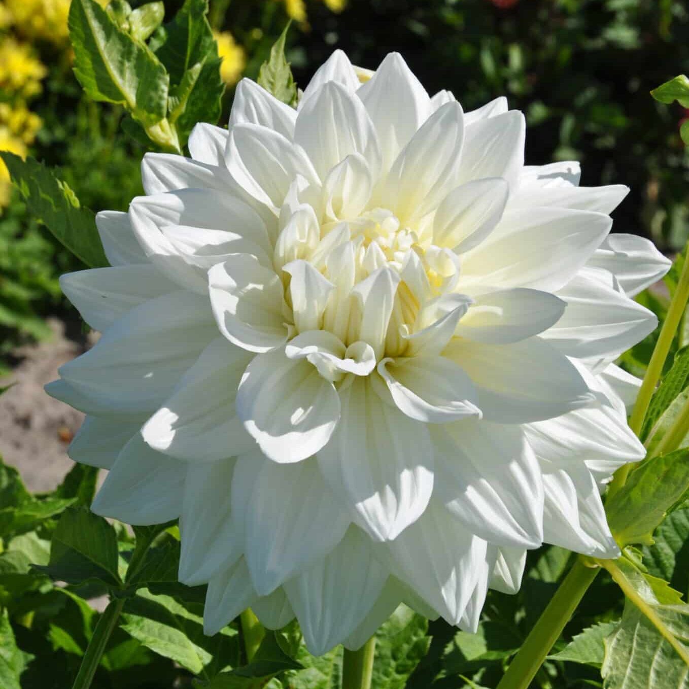 Dahlia 'Bulls Pride'