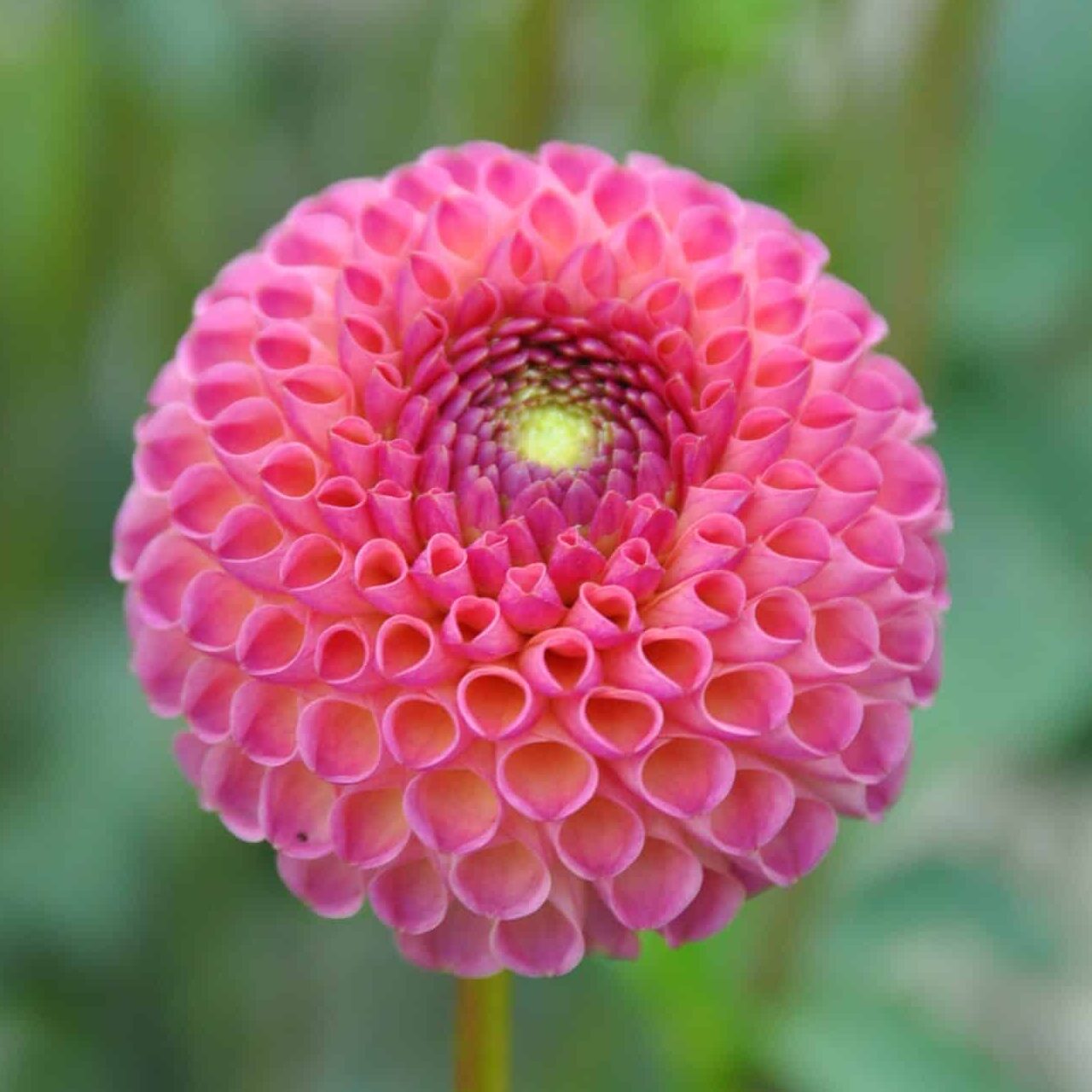 Dahlia 'Burlesca'