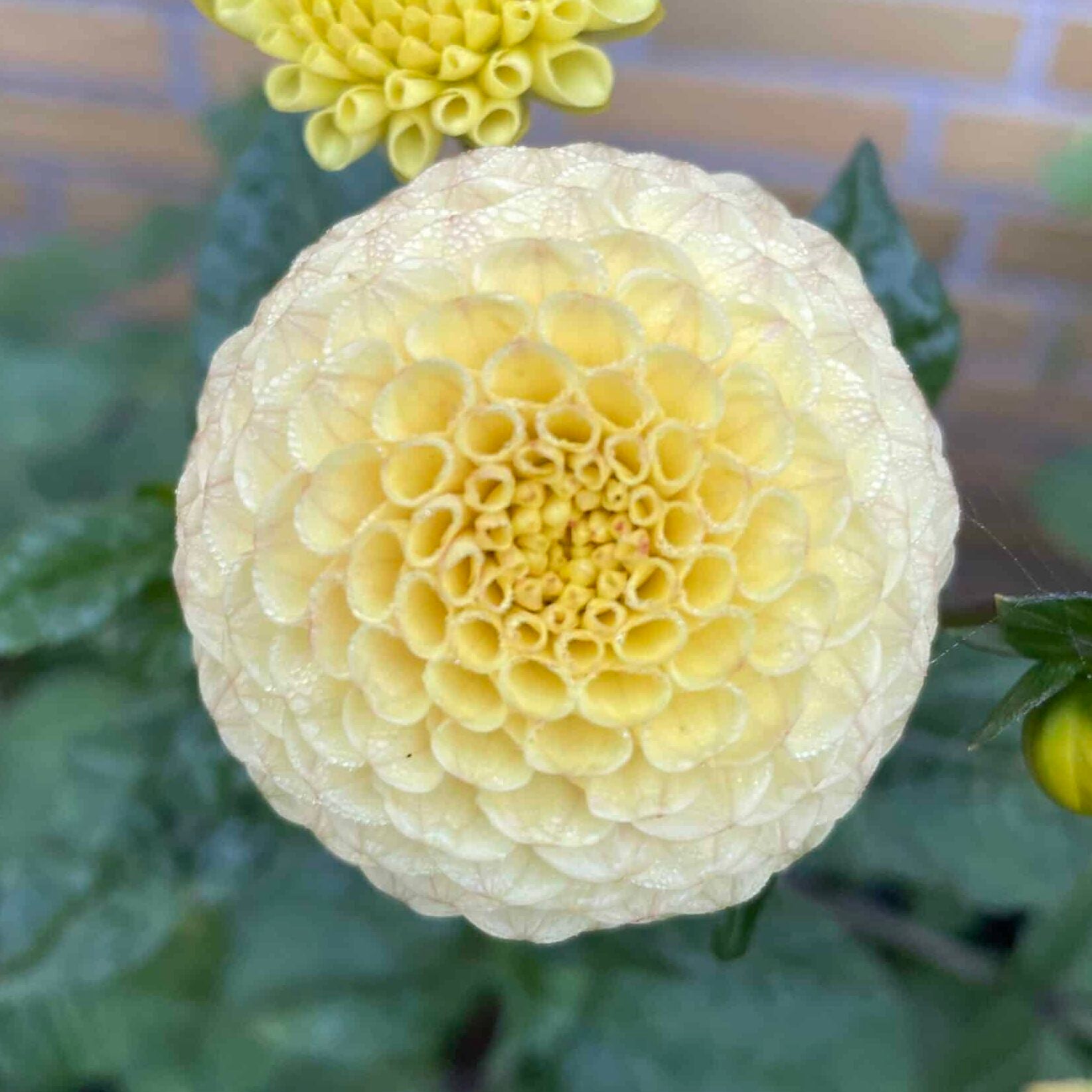 Dahlia 'Buttercup'