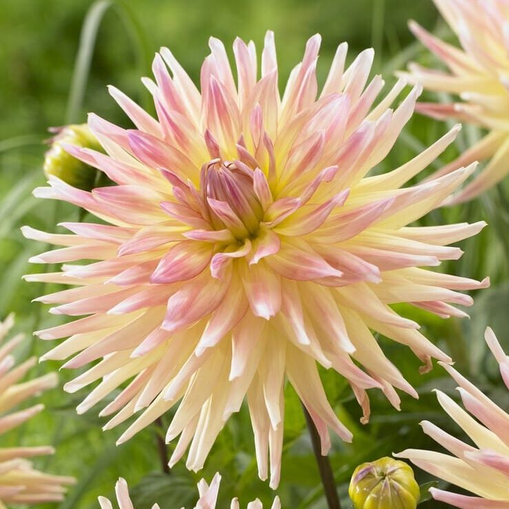 Dahlia 'Cabana Banana'