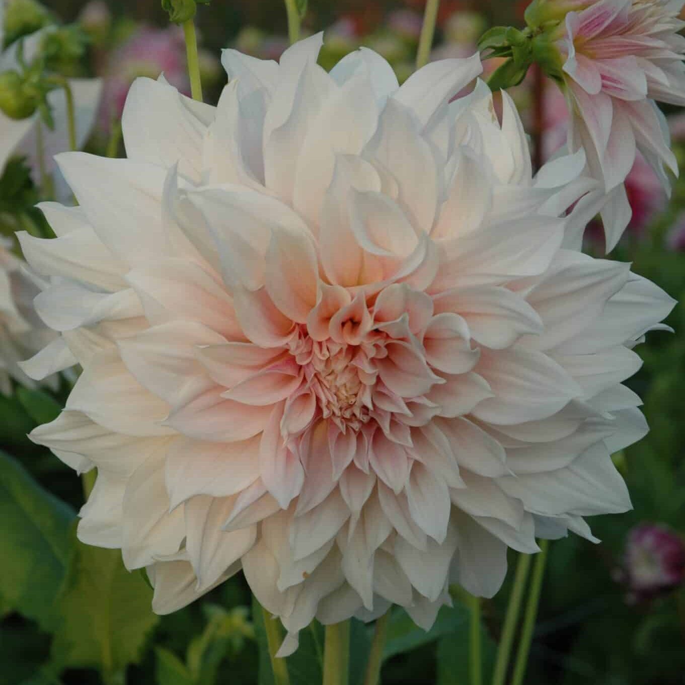 Dahlia 'Café au Lait'