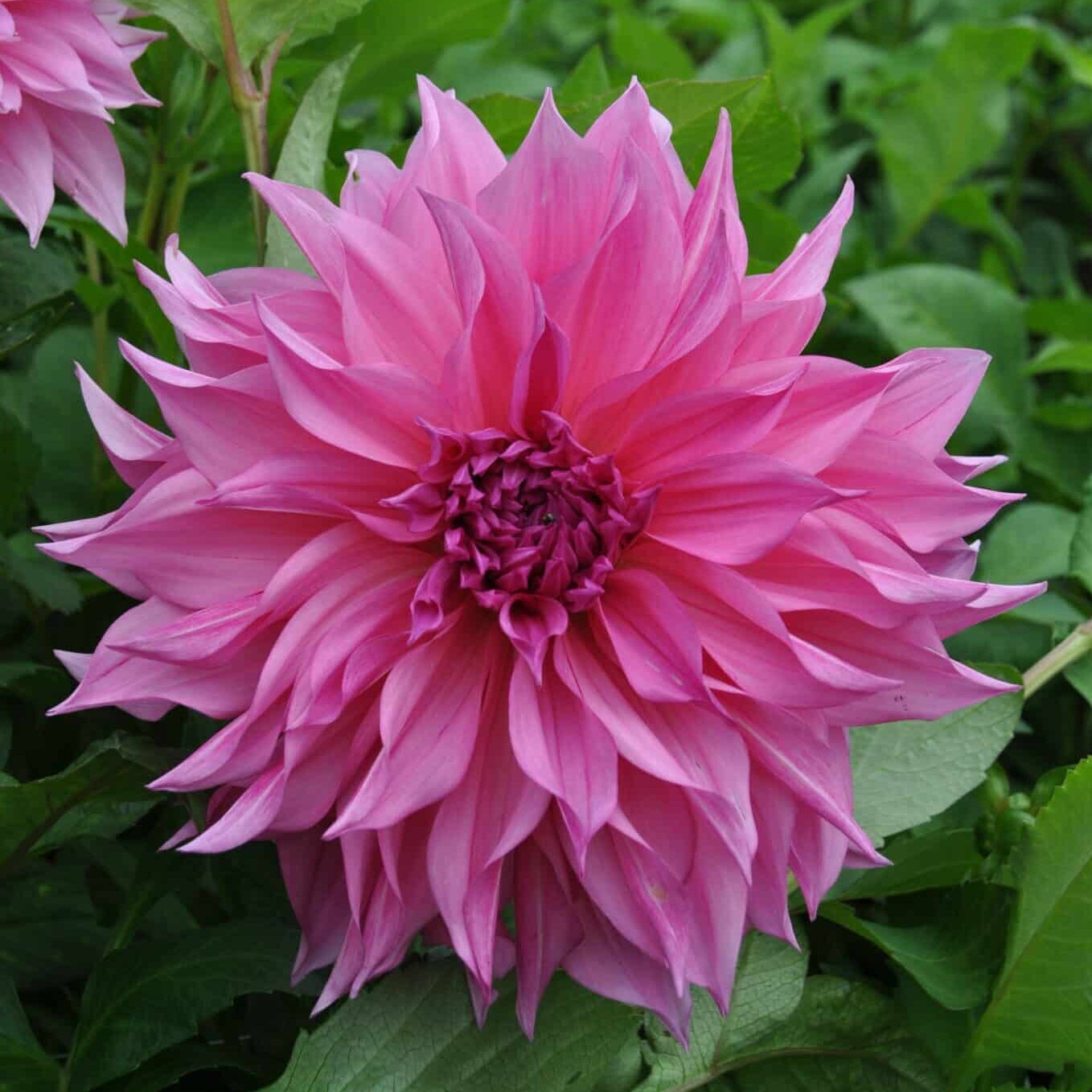 Dahlia 'Café au Lait Rosé'