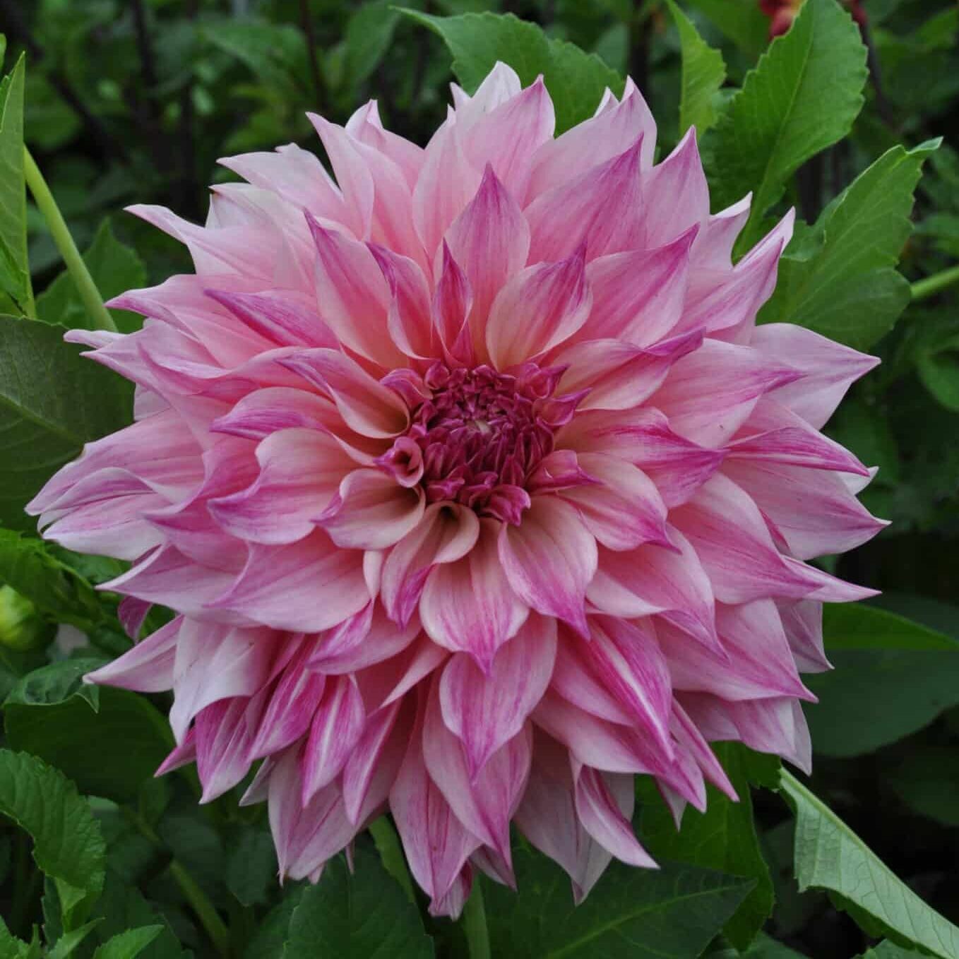 Dahlia 'Café au Lait Royal'