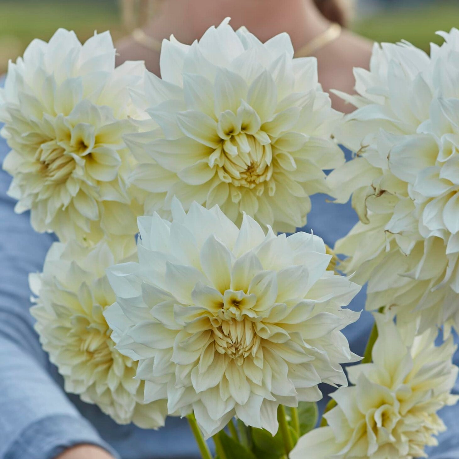 Dahlia 'Café au Lait Supreme'