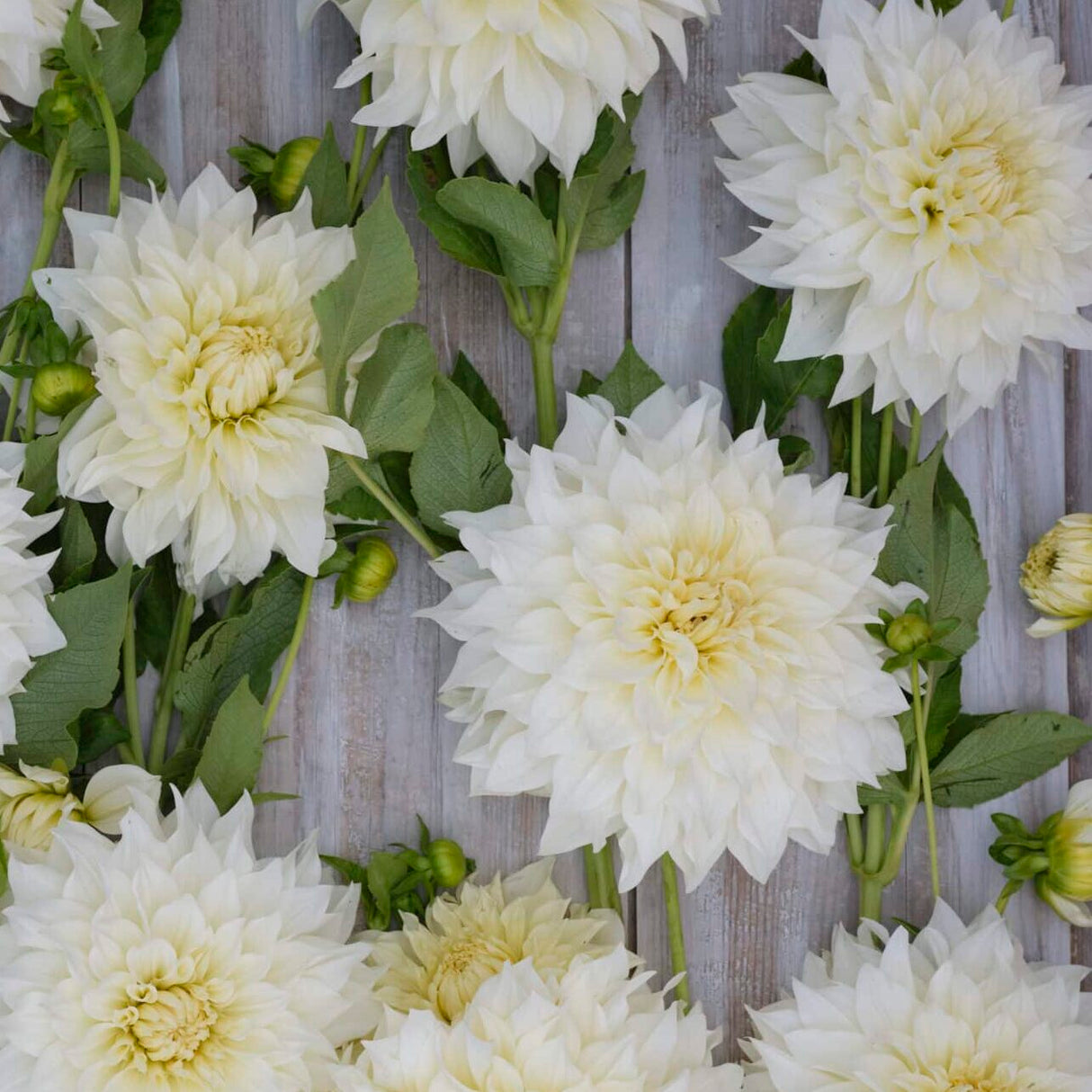 Dahlia 'Café au Lait Supreme'