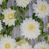 Dahlia 'Café au Lait Supreme'
