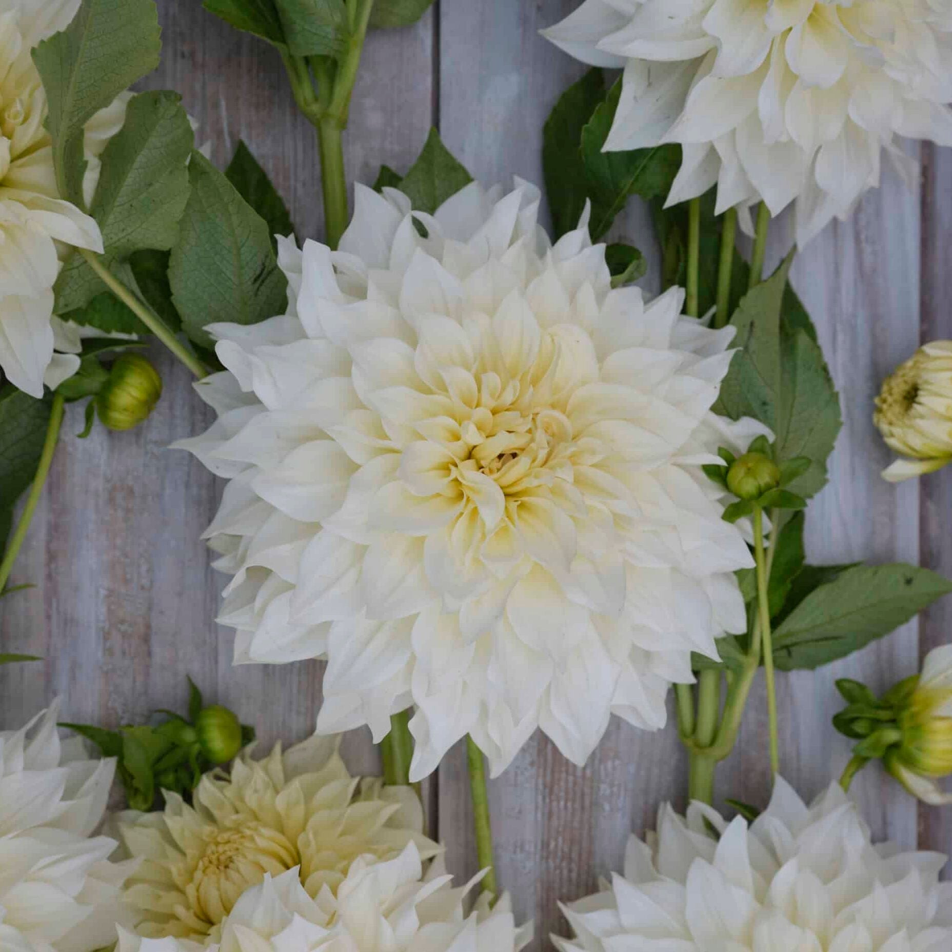 Dahlia 'Café au Lait Supreme'