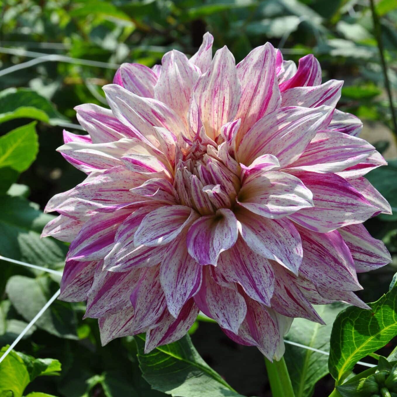 Dahlia 'Café au Lait Twist'