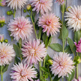 Dahlia 'Café de Paris'