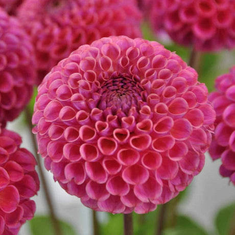 Dahlia 'Caitlin's Joy'