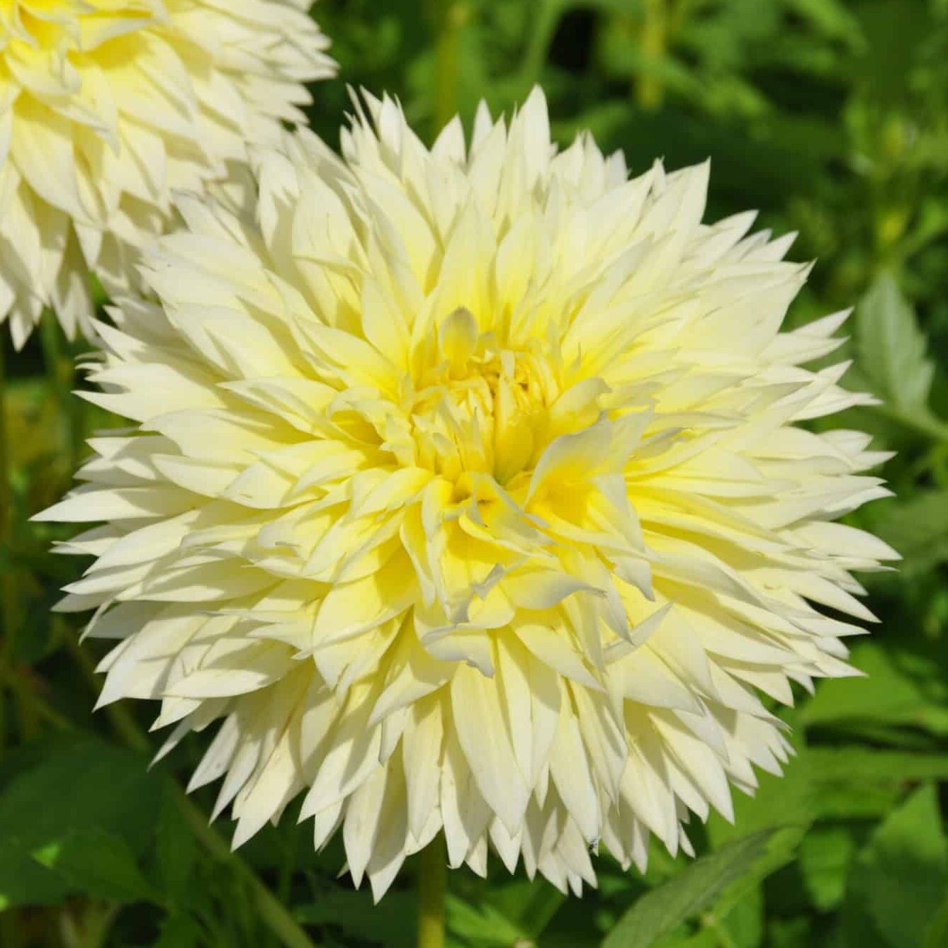 Dahlia 'Canary Fubuki'