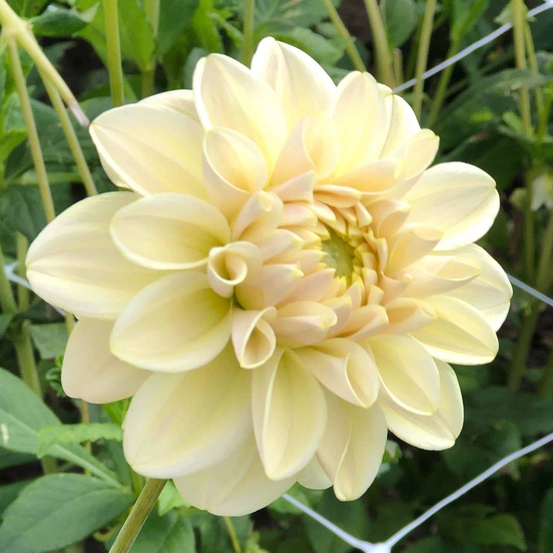 Dahlia 'Caramel Antique'