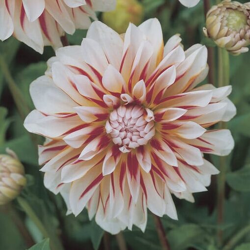 Dahlia 'Caribbian Fantasy'