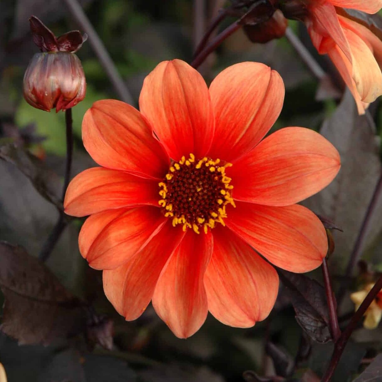 Dahlia 'Catherine Deneuve'