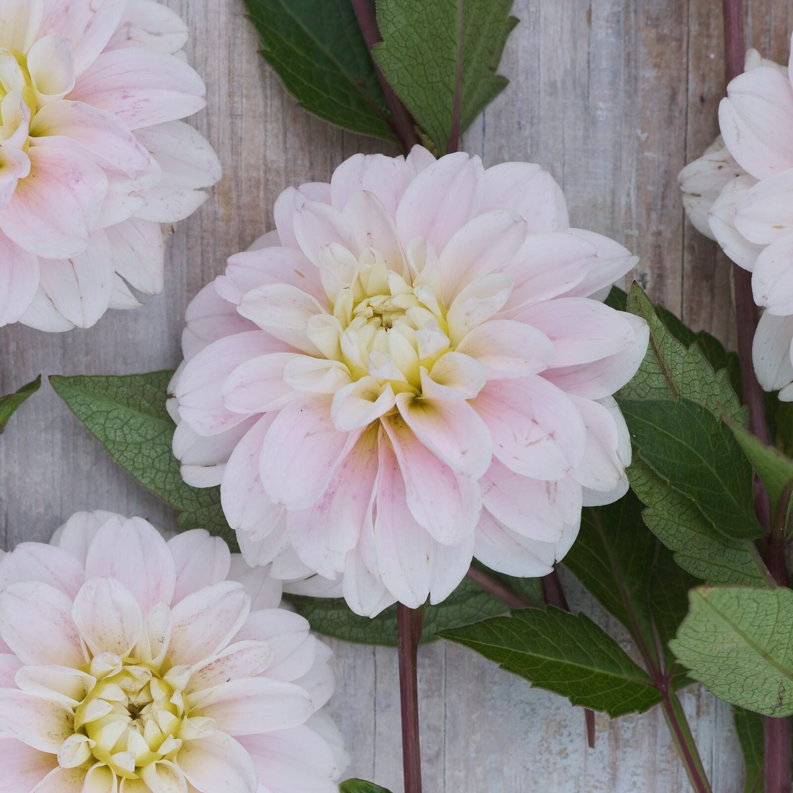 Dahlia 'Cayen'