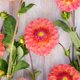 Dahlia 'Chapeau Bas'