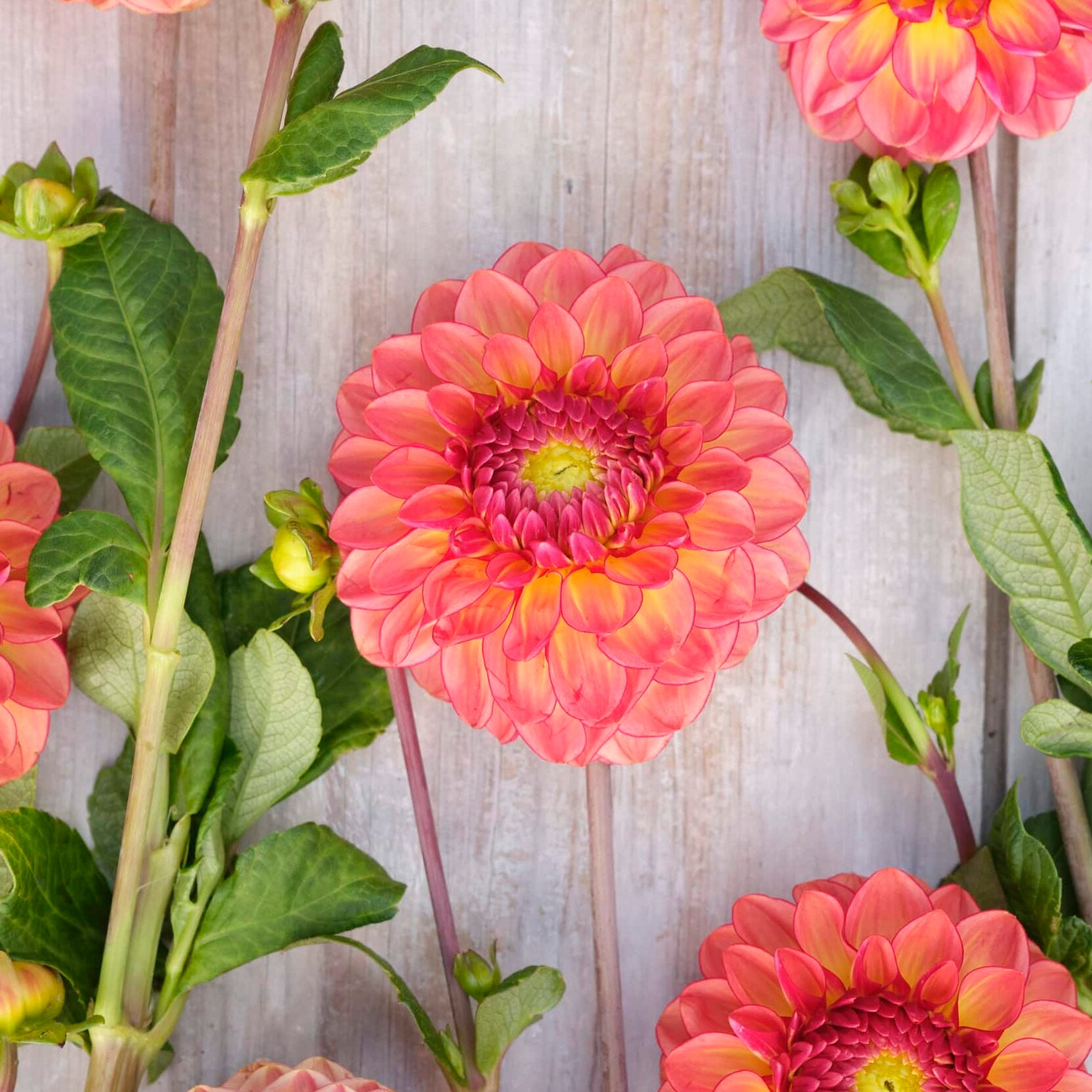 Dahlia 'Chapeau Bas'