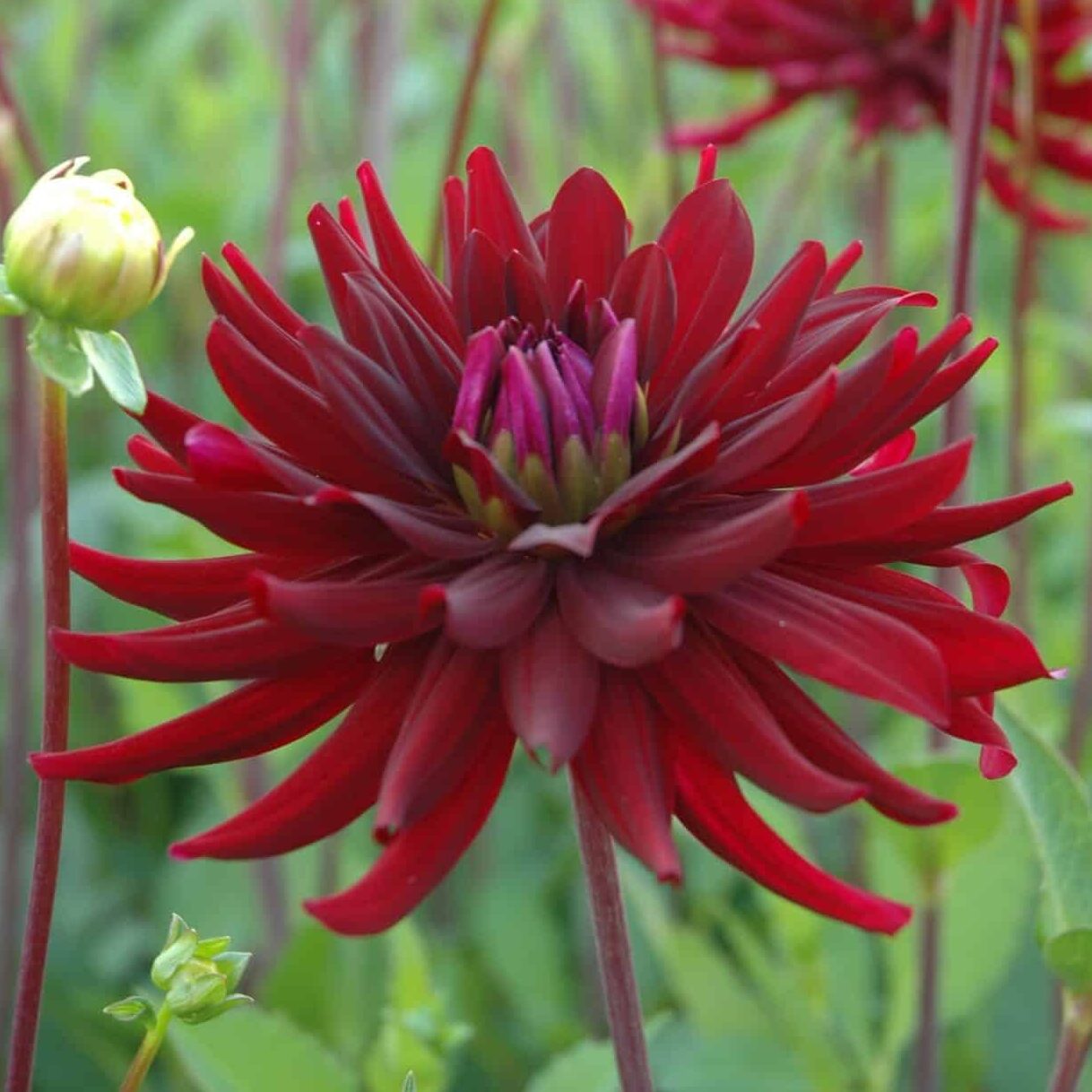 Dahlia 'Chat Noir'