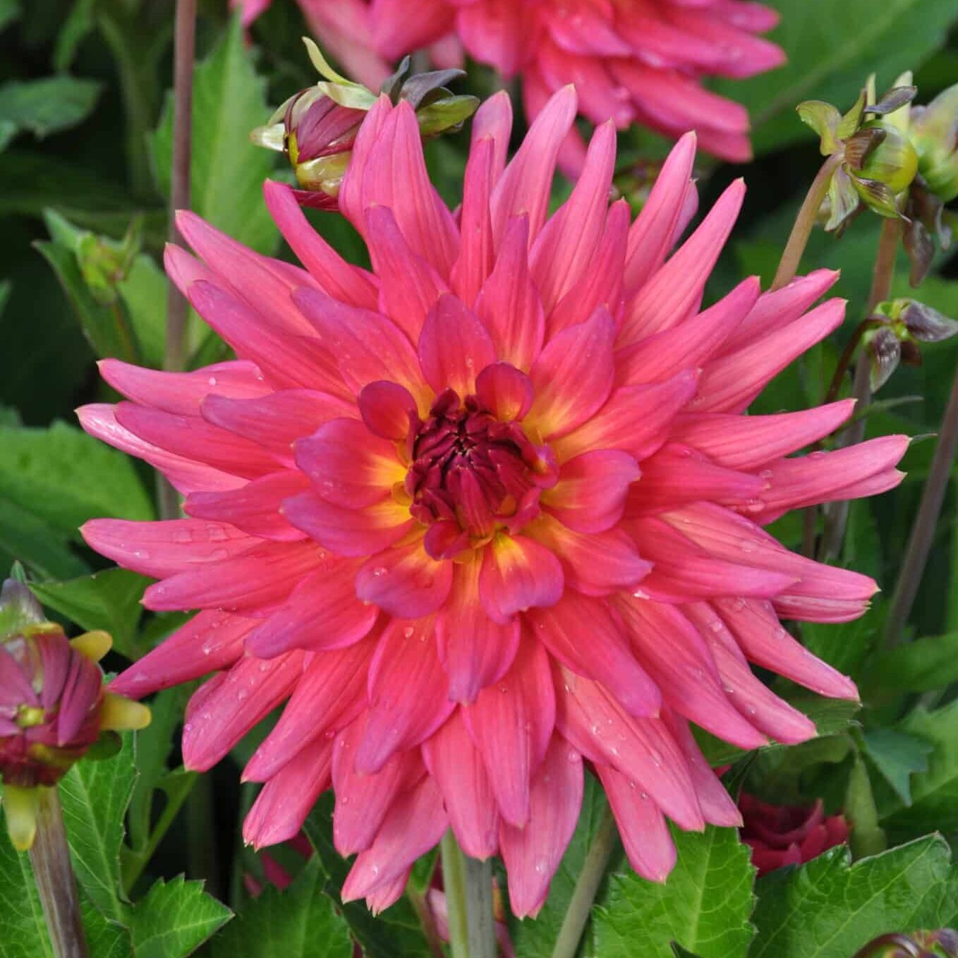 Dahlia 'Cherry Cake'