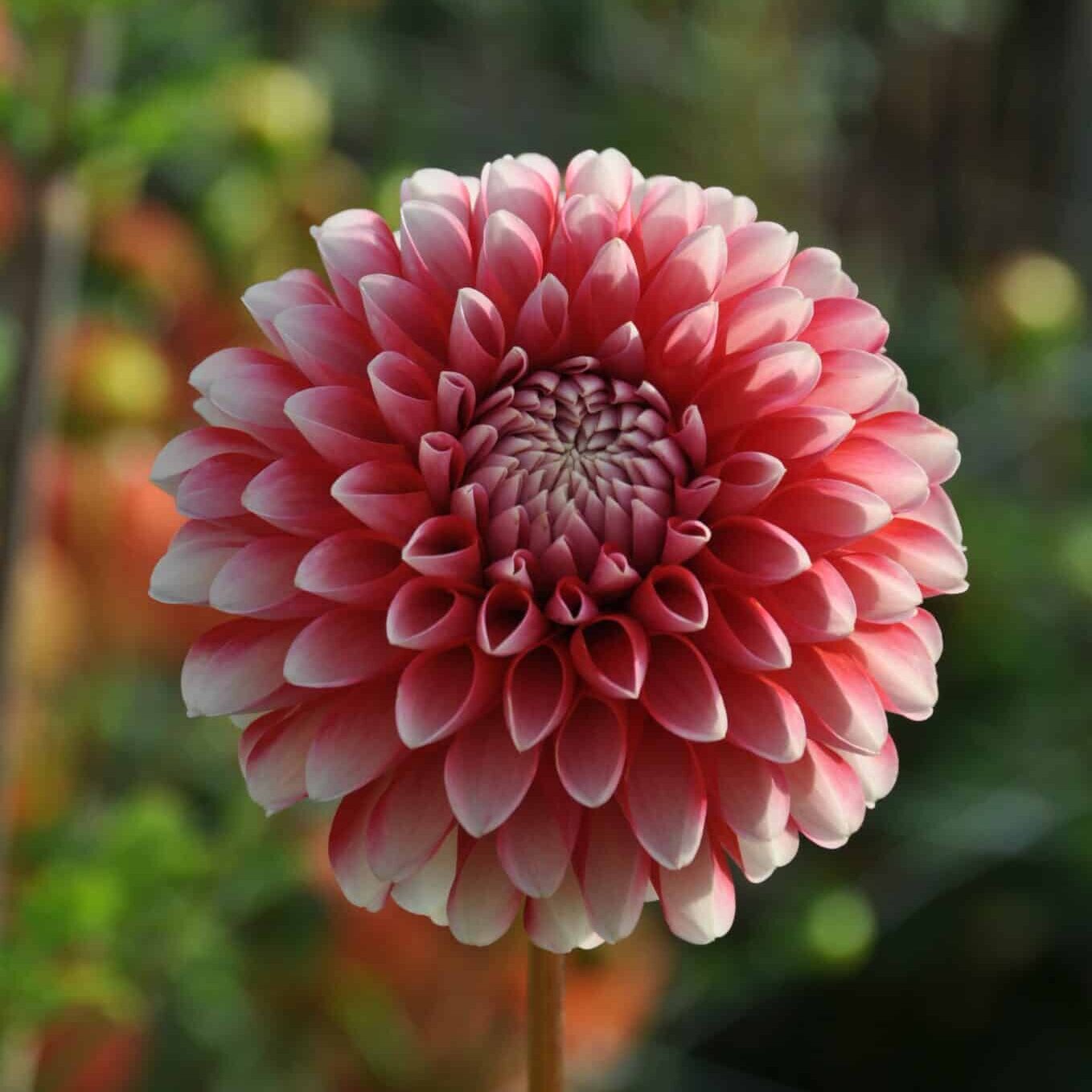 Dahlia 'Chimacum Luke'