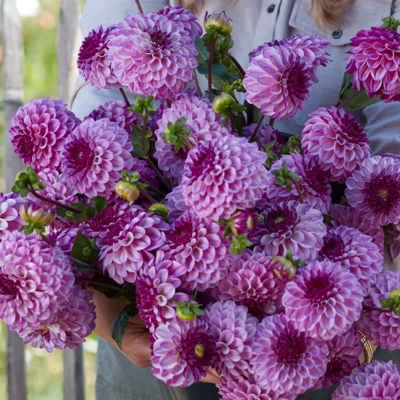 Dahlia 'Columbus'