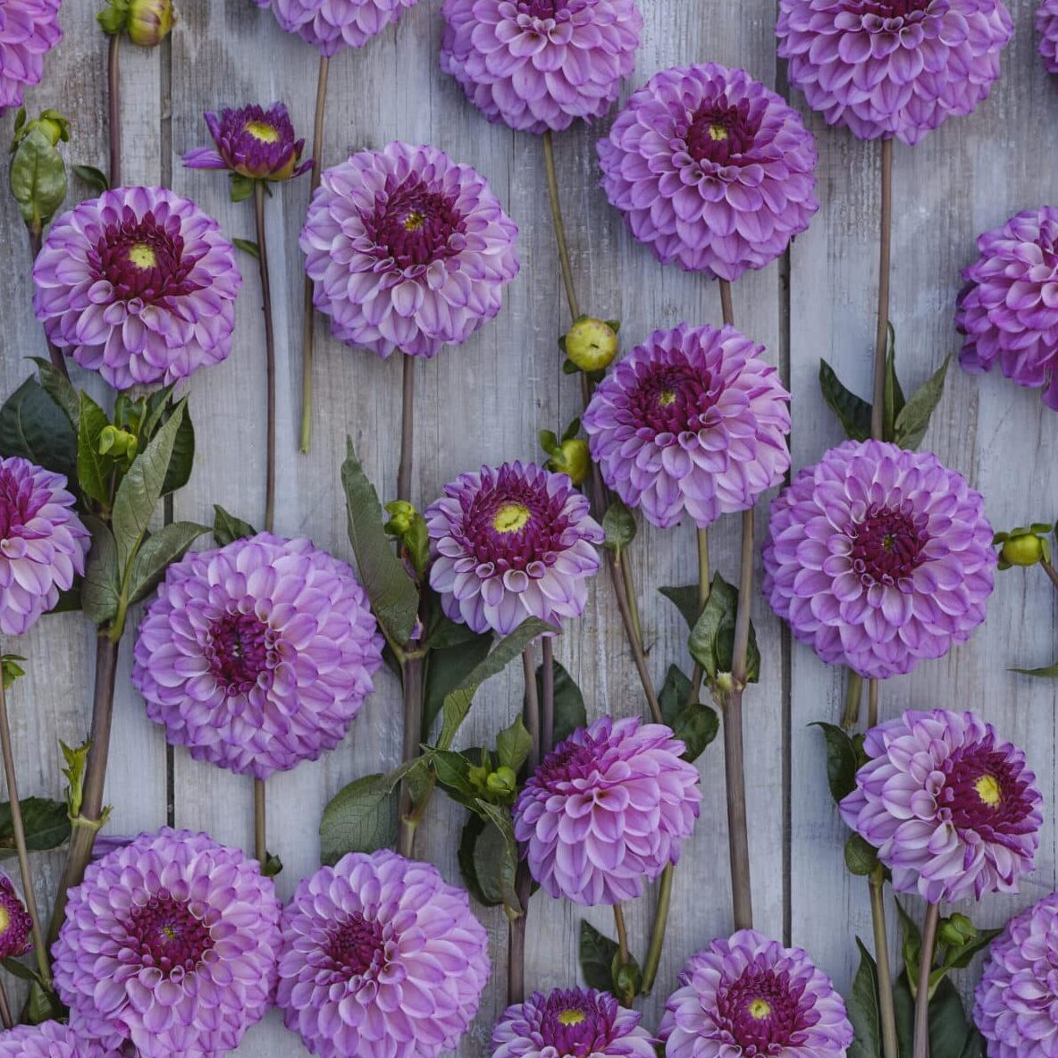 Dahlia 'Columbus'