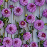 Dahlia 'Columbus'