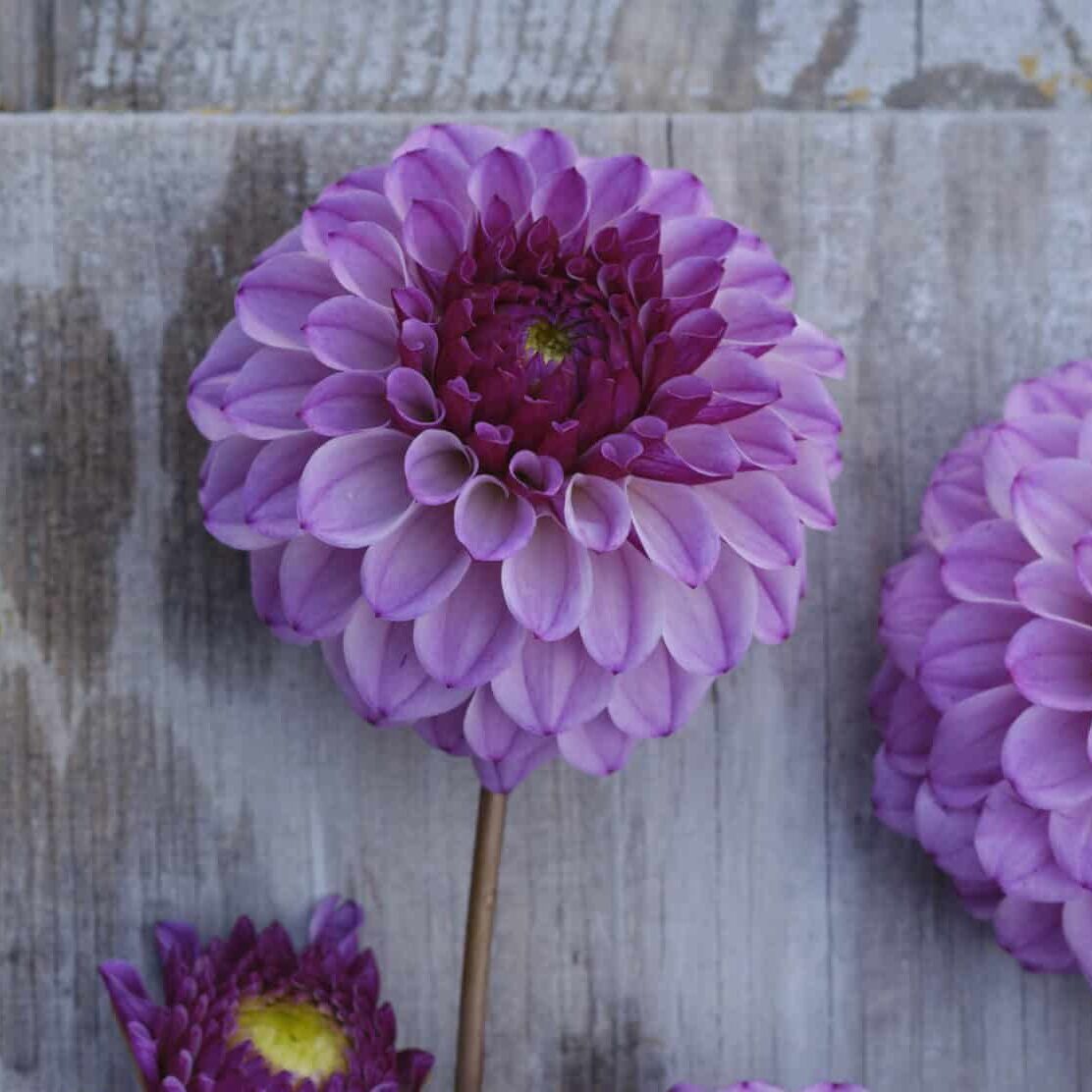 Dahlia 'Columbus'