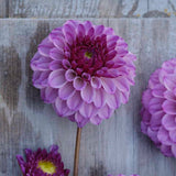 Dahlia 'Columbus'