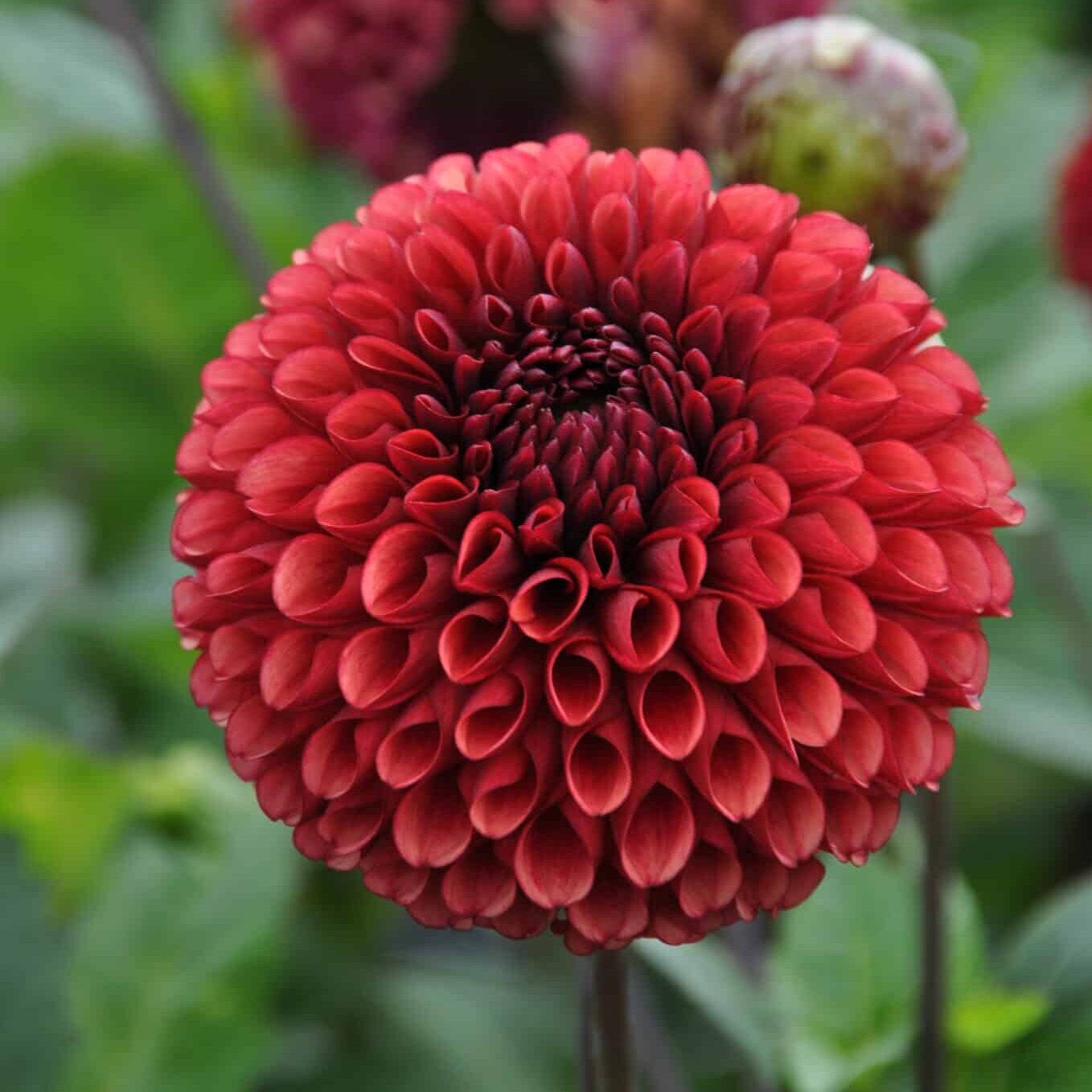 Dahlia 'Copper Boy'