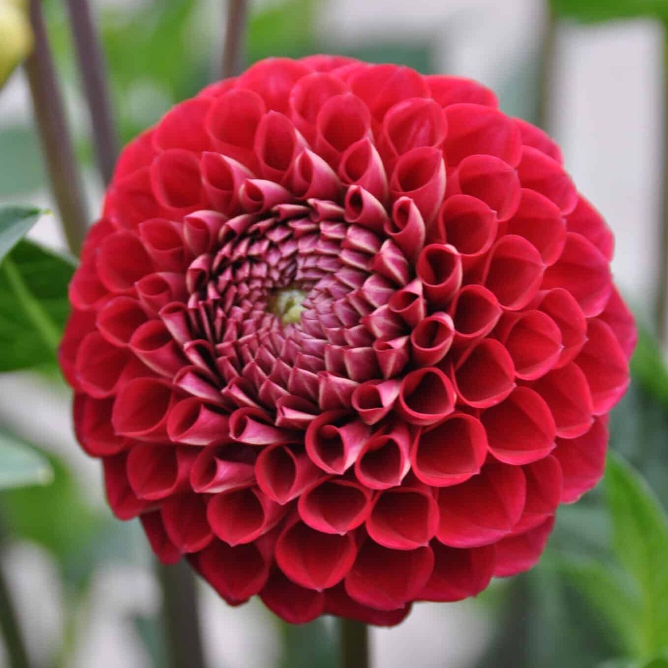 Dahlia 'Cornel'