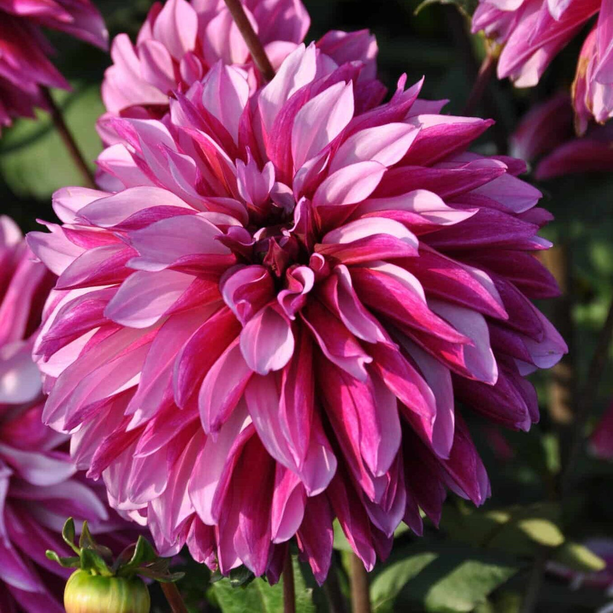 Dahlia 'Cranberry Classic'