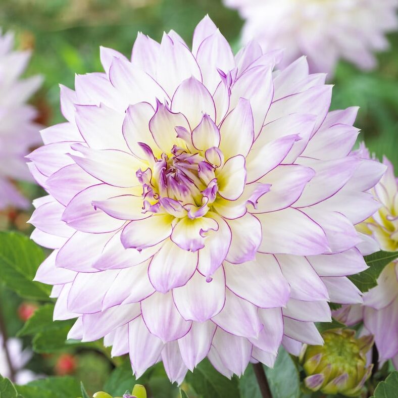 Dahlia 'Crazy Love'