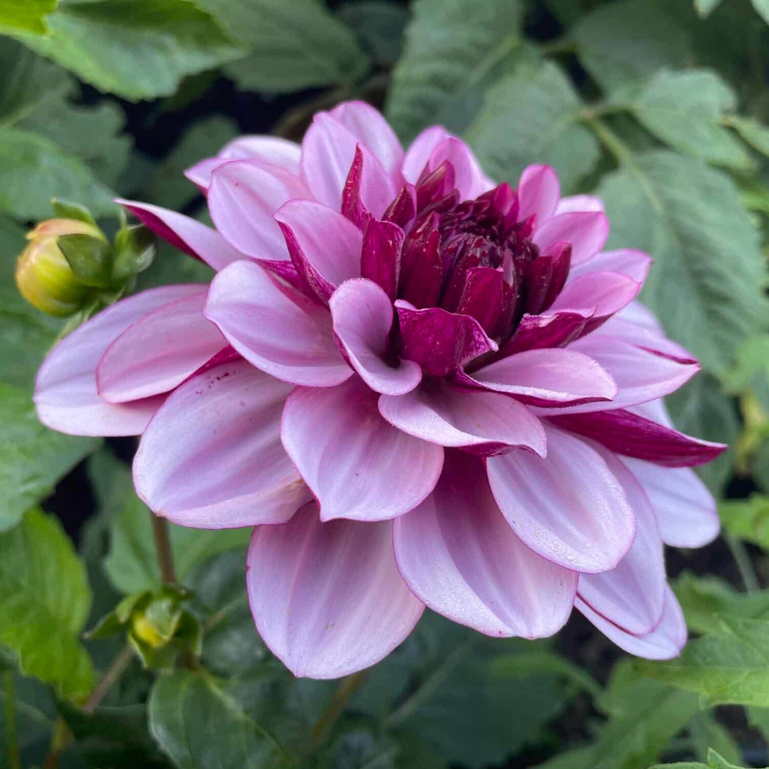 Dahlia 'Creme de Cassis'